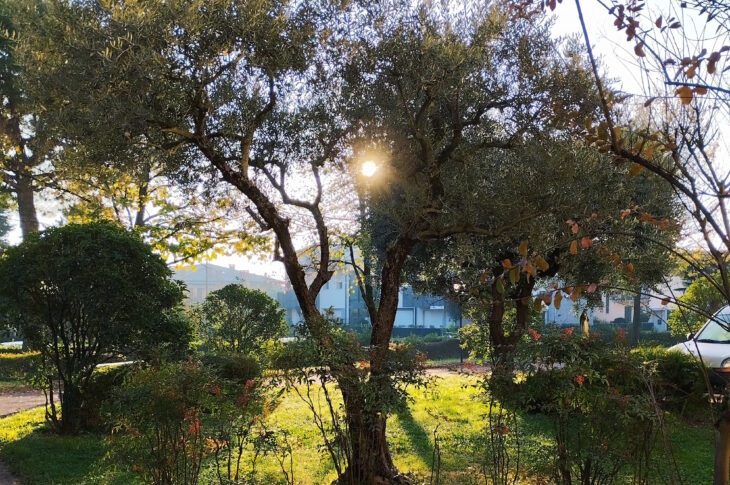 Ulivo nel giardino